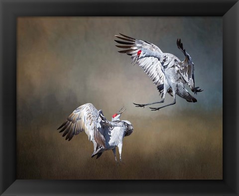 Framed Sandhill Cranes Print