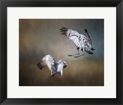 Framed Sandhill Cranes Print