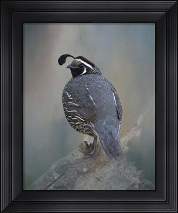 Framed California Quail Print
