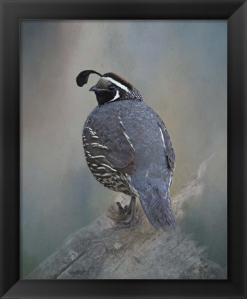 Framed California Quail Print