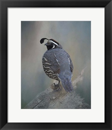 Framed California Quail Print