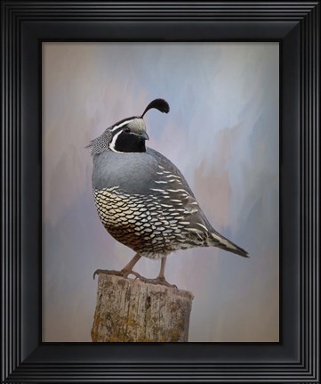 Framed California Quail II Print
