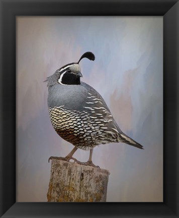 Framed California Quail II Print