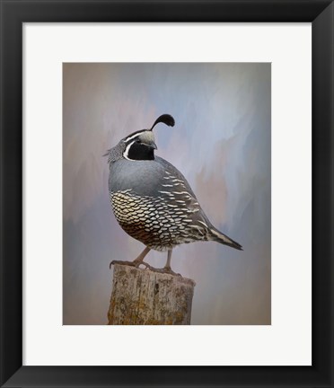 Framed California Quail II Print