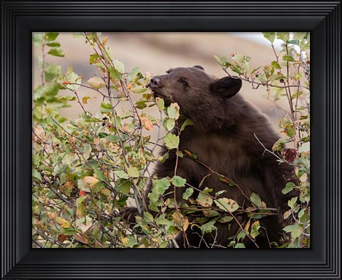 Framed Black Bear Print