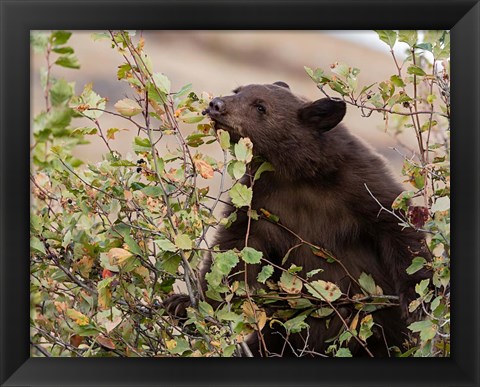 Framed Black Bear Print