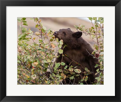 Framed Black Bear Print