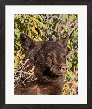 Framed Black Bear II Print