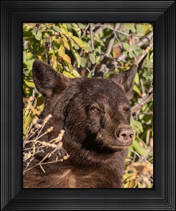 Framed Black Bear II Print