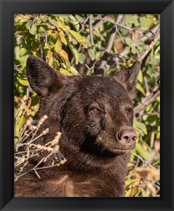 Framed Black Bear II Print