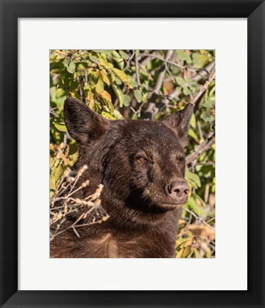 Framed Black Bear II Print