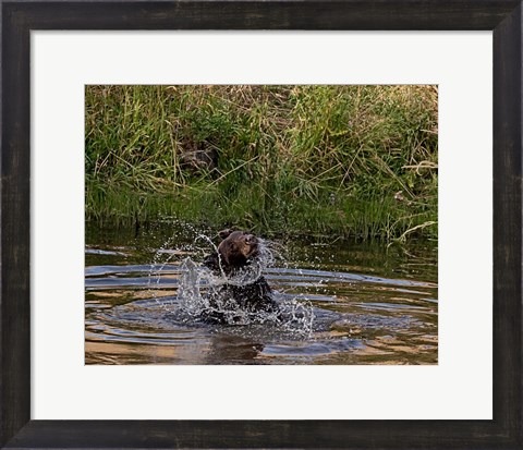 Framed Black Bear Sow Print