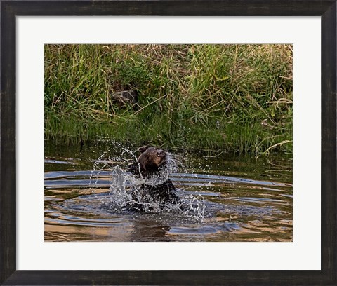 Framed Black Bear Sow Print