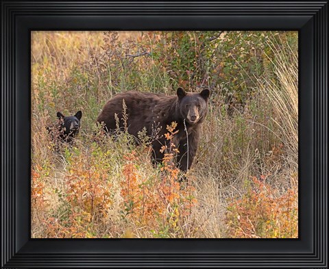Framed Black Bear Sow and Cub Print