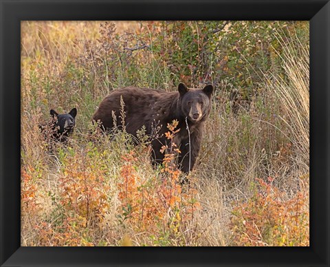 Framed Black Bear Sow and Cub Print