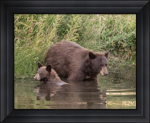 Framed Black Bear Sow and Cub II Print