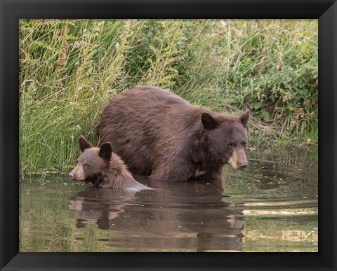 Framed Black Bear Sow and Cub II Print