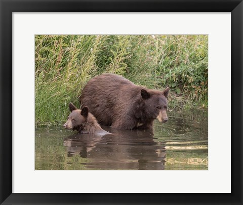 Framed Black Bear Sow and Cub II Print