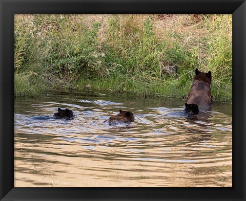 Framed Black Bear Sow and Cubs Print