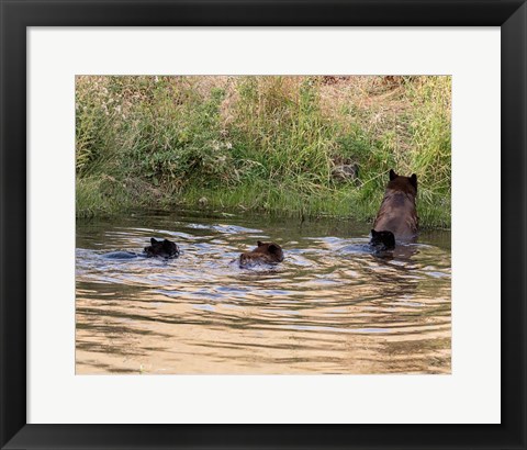 Framed Black Bear Sow and Cubs Print