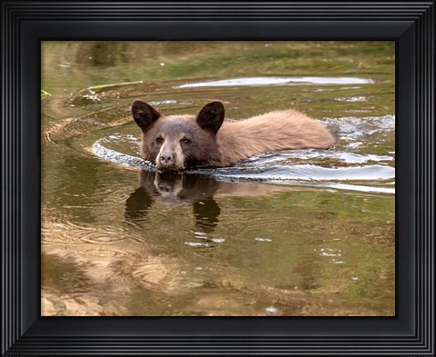 Framed Black Bear Cub Print