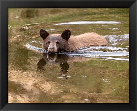 Framed Black Bear Cub Print