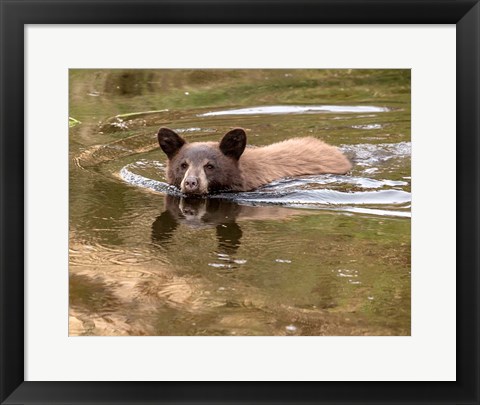 Framed Black Bear Cub Print
