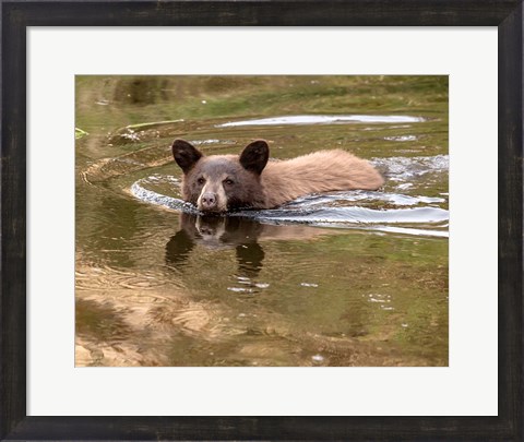 Framed Black Bear Cub Print