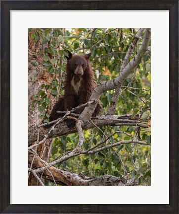 Framed Black Bear Cub Print