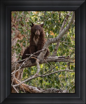 Framed Black Bear Cub Print
