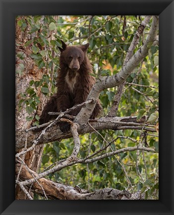 Framed Black Bear Cub Print