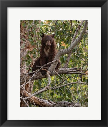 Framed Black Bear Cub Print