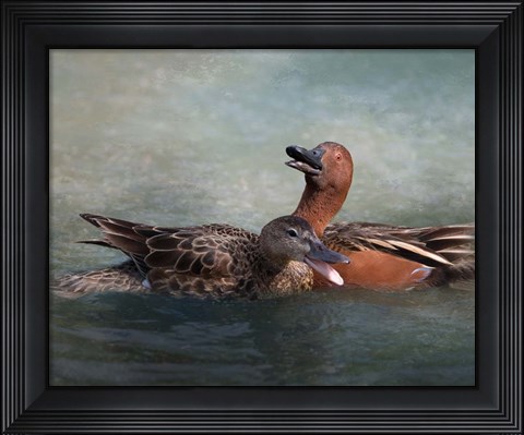 Framed Cinnamon Teal Pair Print