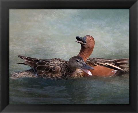 Framed Cinnamon Teal Pair Print