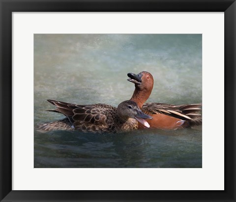 Framed Cinnamon Teal Pair Print