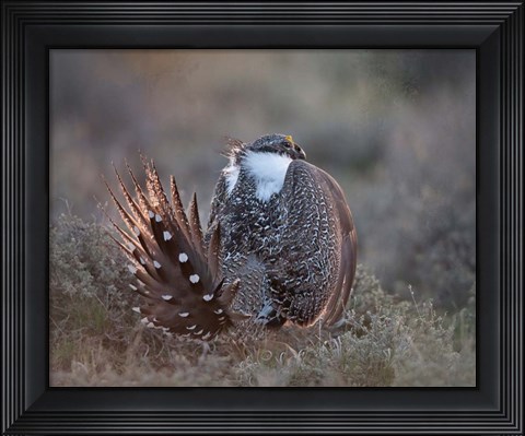 Framed Greater Sage Grouse Print