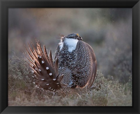 Framed Greater Sage Grouse Print