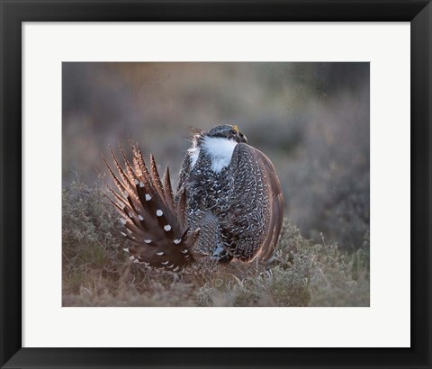 Framed Greater Sage Grouse Print