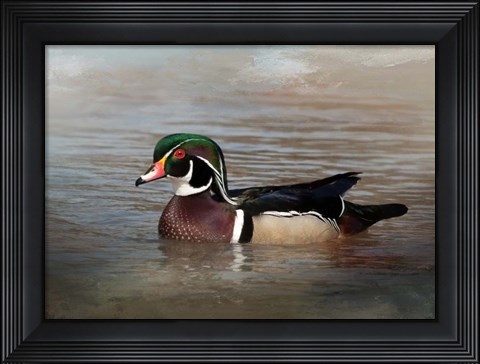 Framed Wood Duck Print