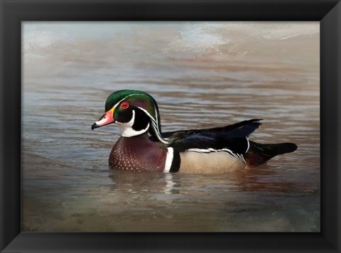 Framed Wood Duck Print