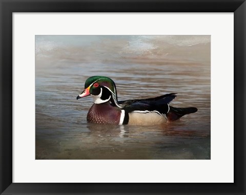 Framed Wood Duck Print