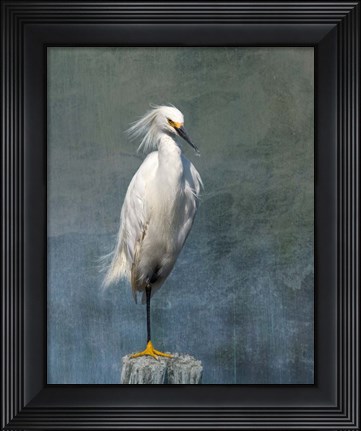 Framed Snow Egret Print