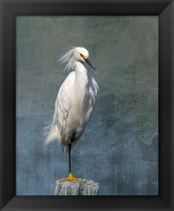 Framed Snow Egret Print