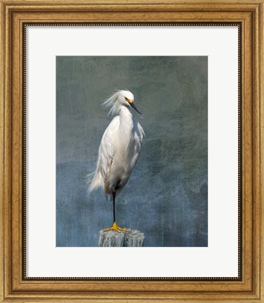 Framed Snow Egret Print