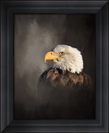 Framed Bald Eagle Print
