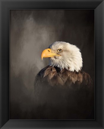 Framed Bald Eagle Print