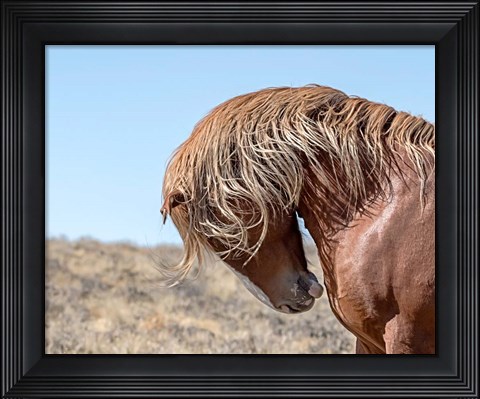Framed Marshall - Wild Stallion Print