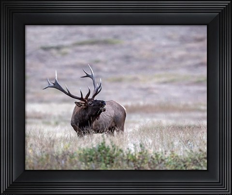 Framed Bull Elk in Montana Print
