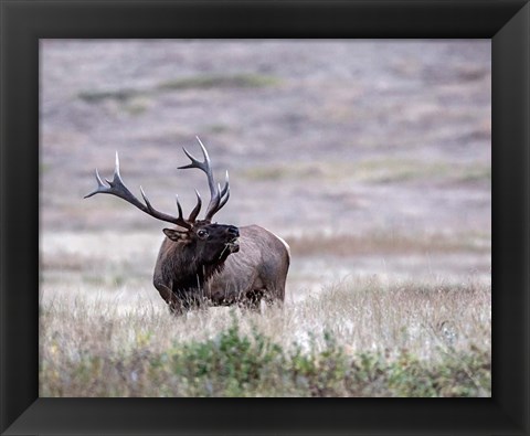 Framed Bull Elk in Montana Print