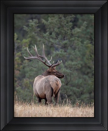 Framed Bull Elk in Montana II Print